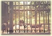 Afua in her old enclosure
